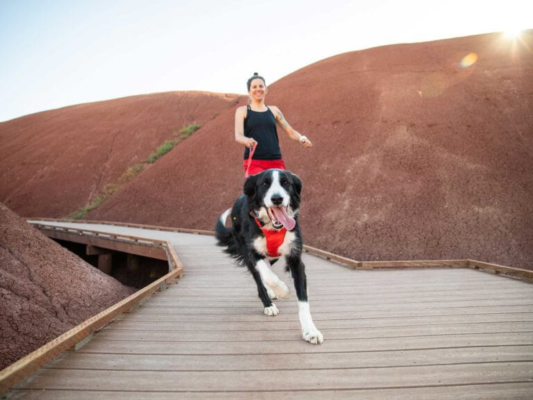 Dog on boardwalk with owner