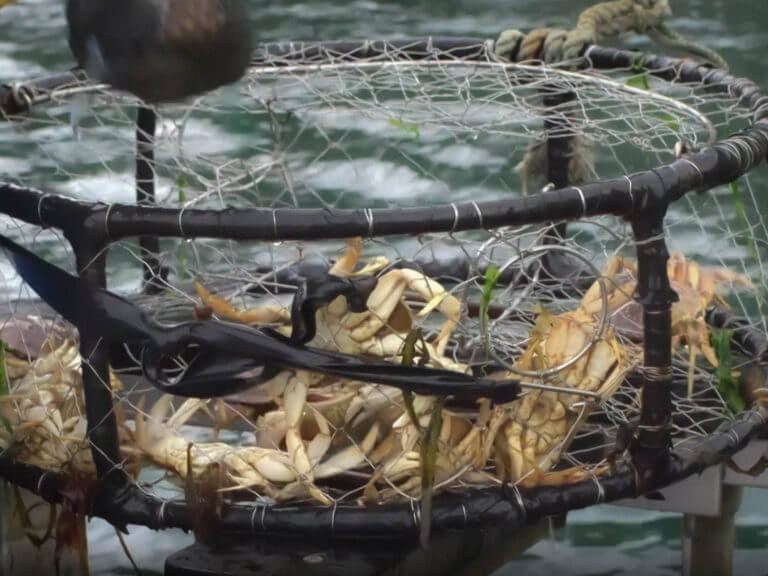 North Coast Food Trail, Dungeness Crab catch