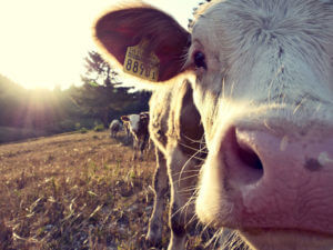 North Coast Food Trail, dairy cows