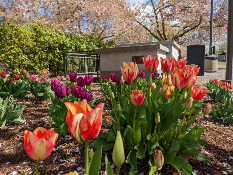 Tulips adorn the state capitol grounds