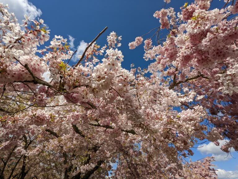 Cherry blossoms against a blue sky